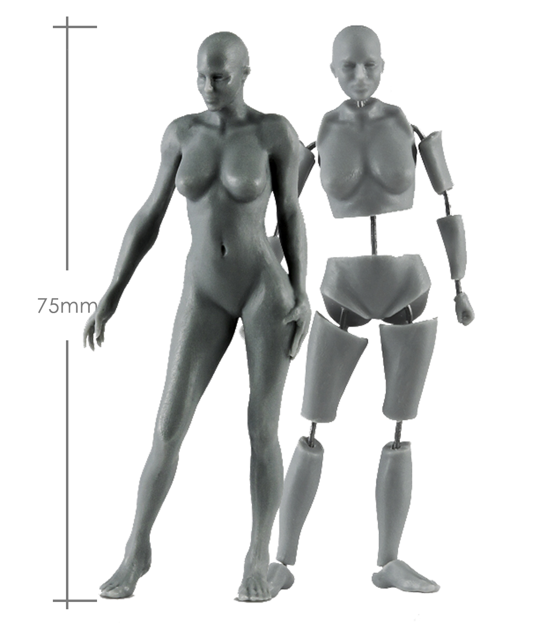 Female Anatomy Kit - 75mm_ Michael Kontraros Collectibles